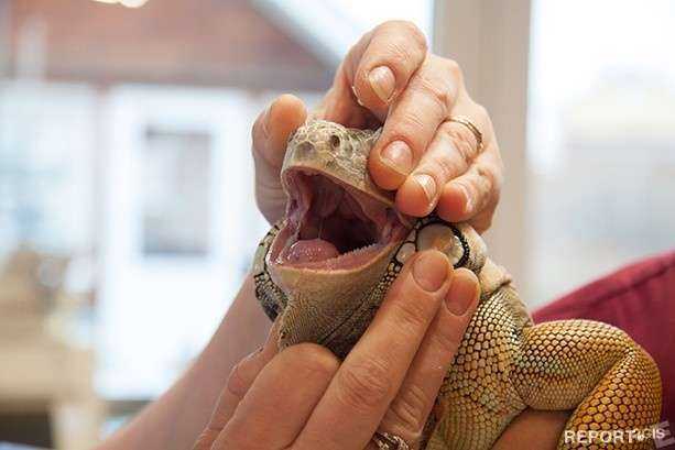 Отзывы на компанию Vet сфера-9 в Екатеринбурге c фото