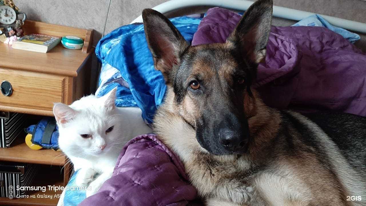 Отзывы на компанию Ваш доктор вет в г. Омск c фото