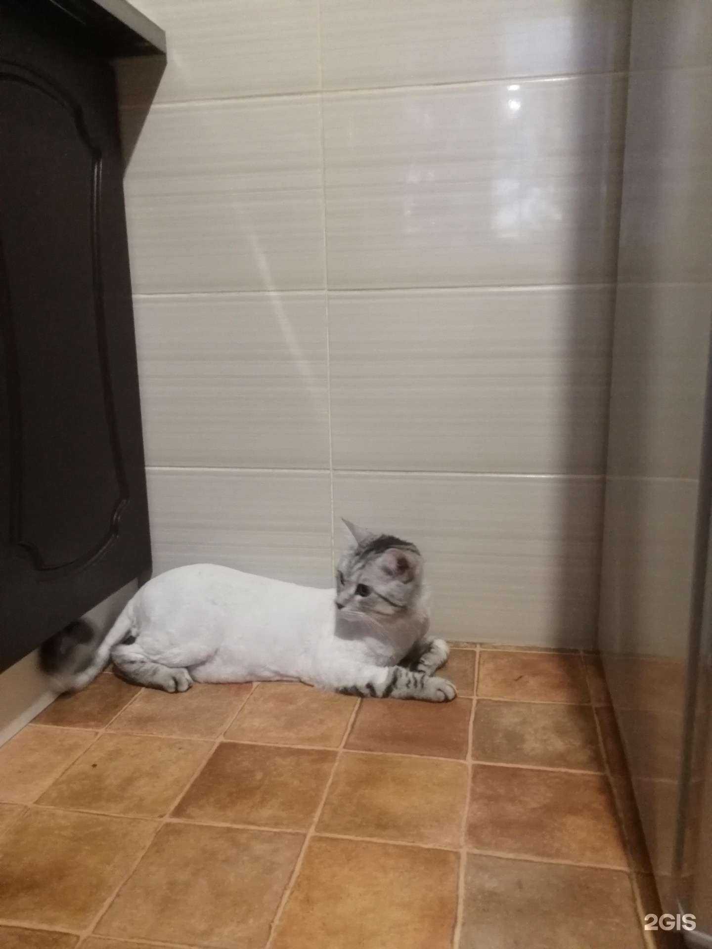 Отзывы на компанию Груминг-салон по стрижке кошек в г. Новороссийск c фото