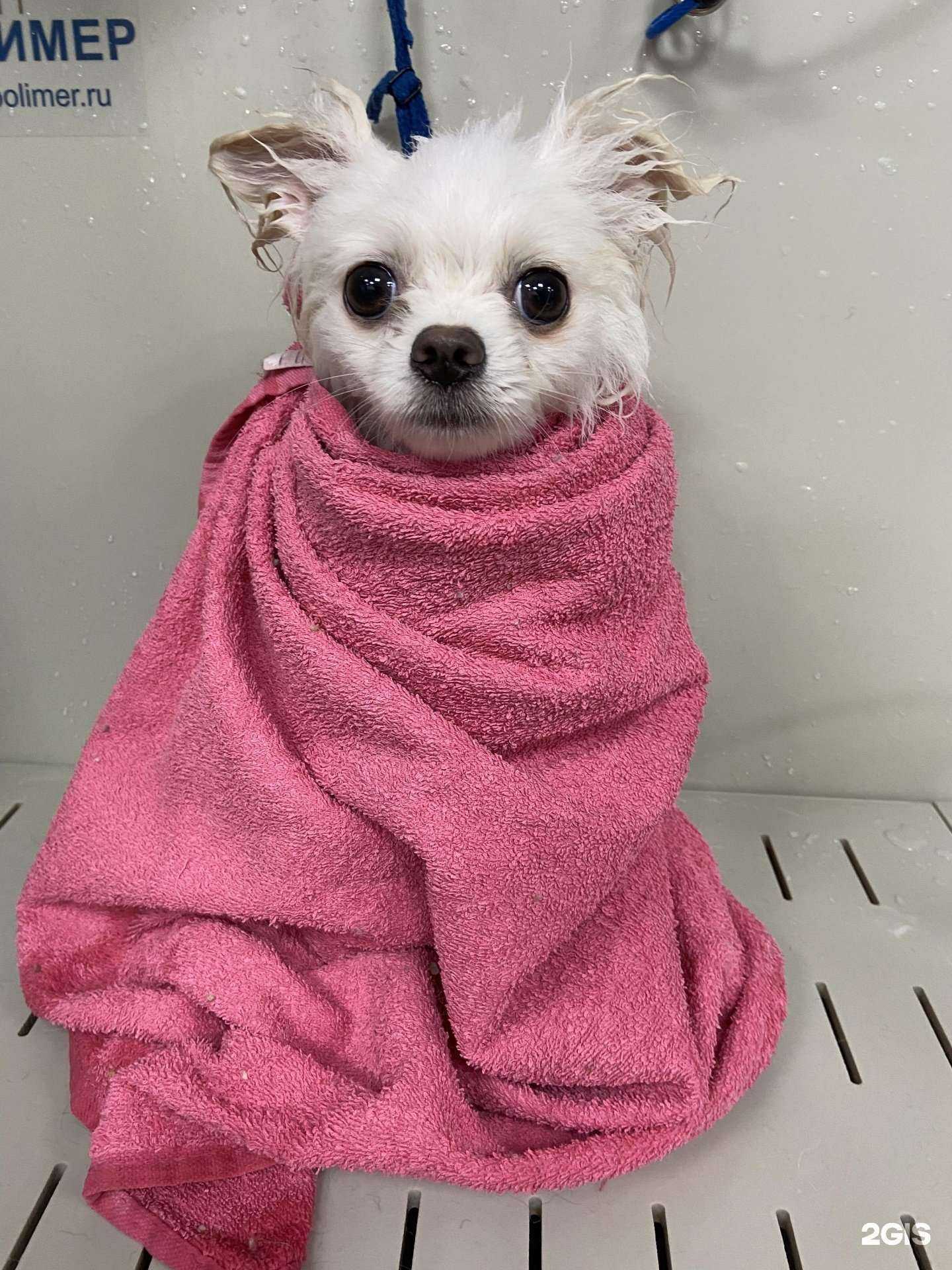 Отзывы на компанию Чистый хвост в Красноярске c фото