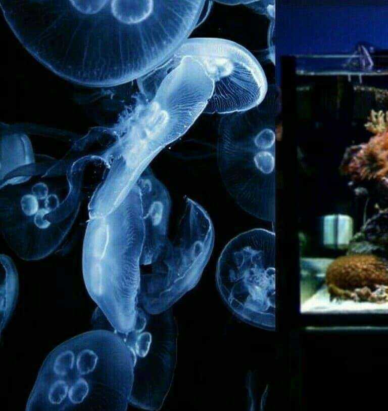 Отзывы на компанию Морской аквариум в Самаре c фото