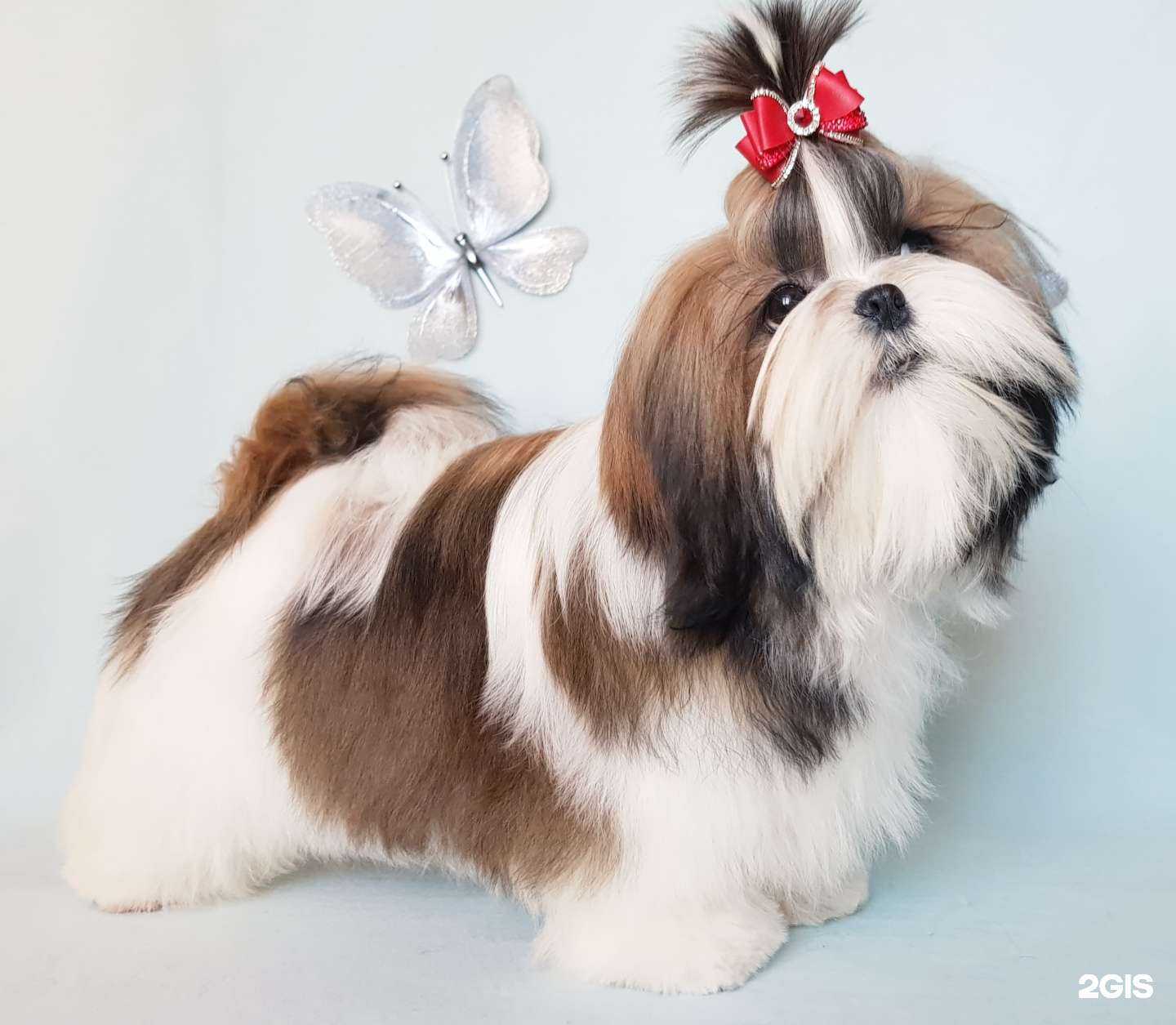 Отзывы на компанию Летворд Шик в Самаре c фото