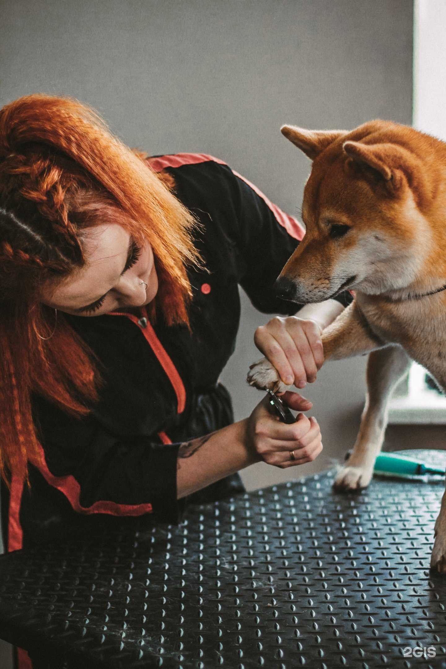 Отзывы на компанию Грумëрка в Екатеринбурге c фото