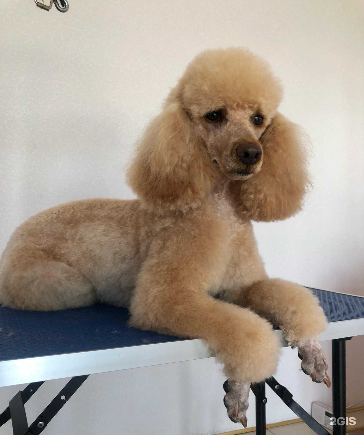 Отзывы на компанию Зооперсона в г. Курганинск c фото