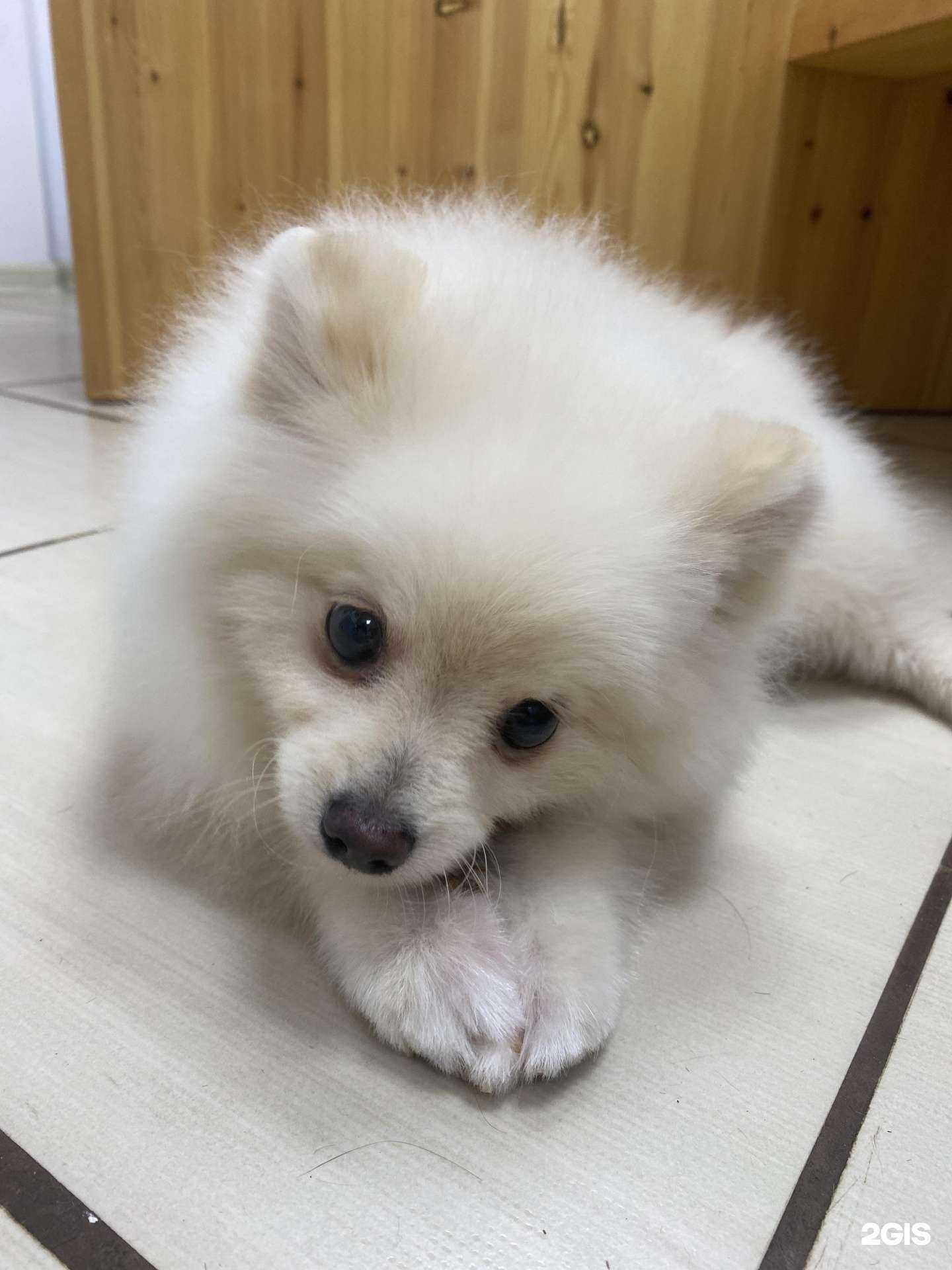 Отзывы на компанию Salvador groom в Кирове c фото