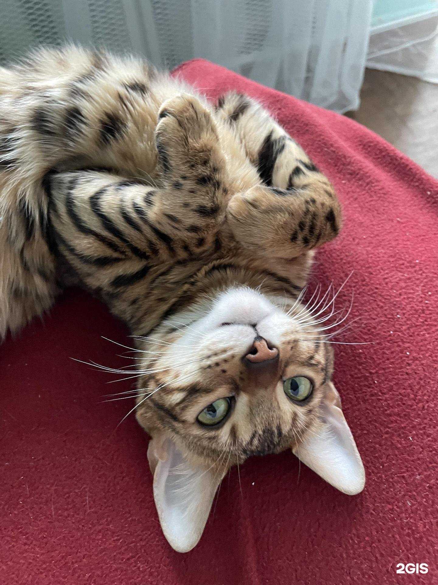 Отзывы на компанию Зоомир в г. Саратов c фото