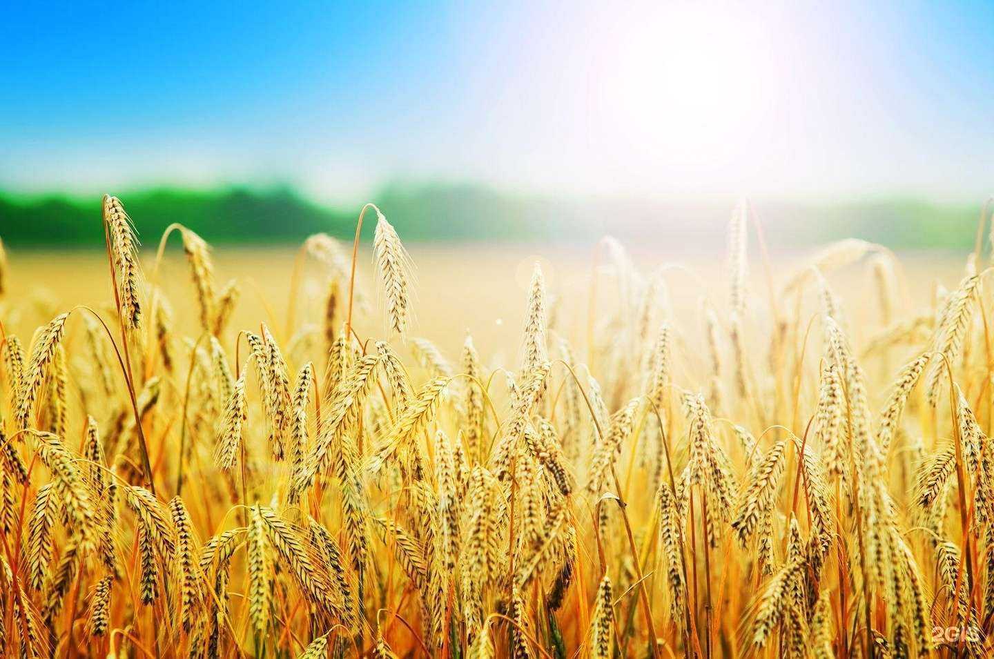 Отзывы на компанию ЧКЗ-Агро в Челябинске c фото