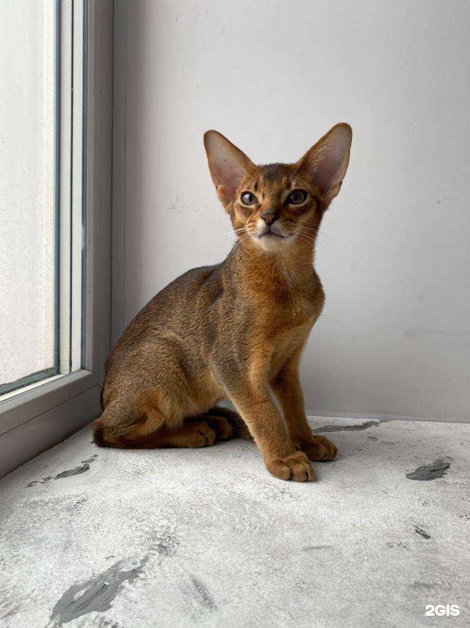 Отзывы на компанию Сириус в Новосибирске c фото