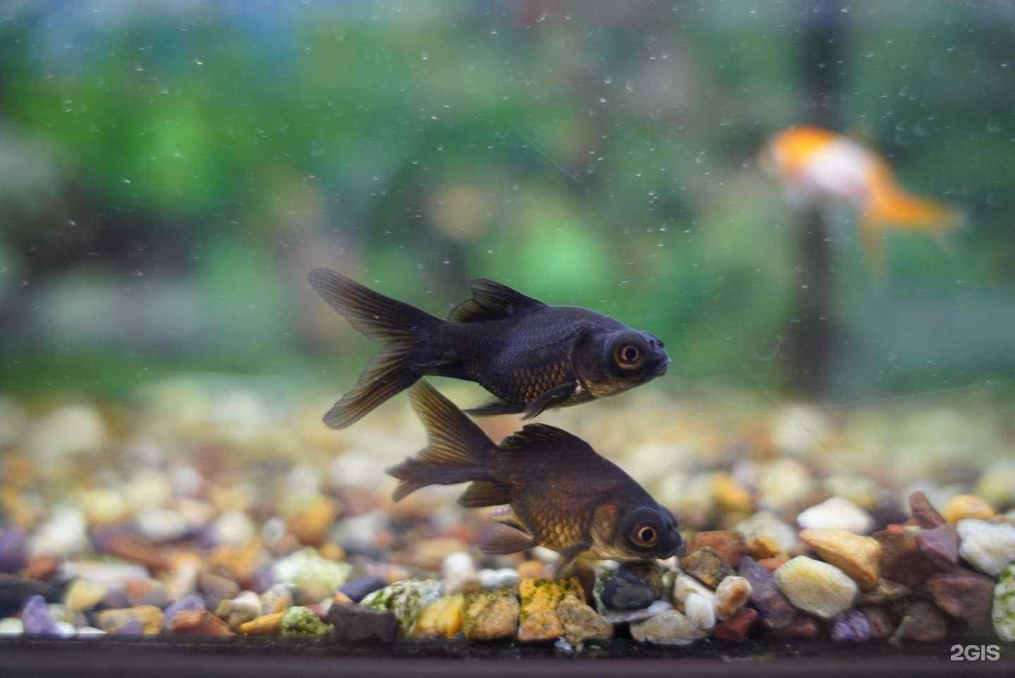 Отзывы на компанию Чехвост в Самаре c фото