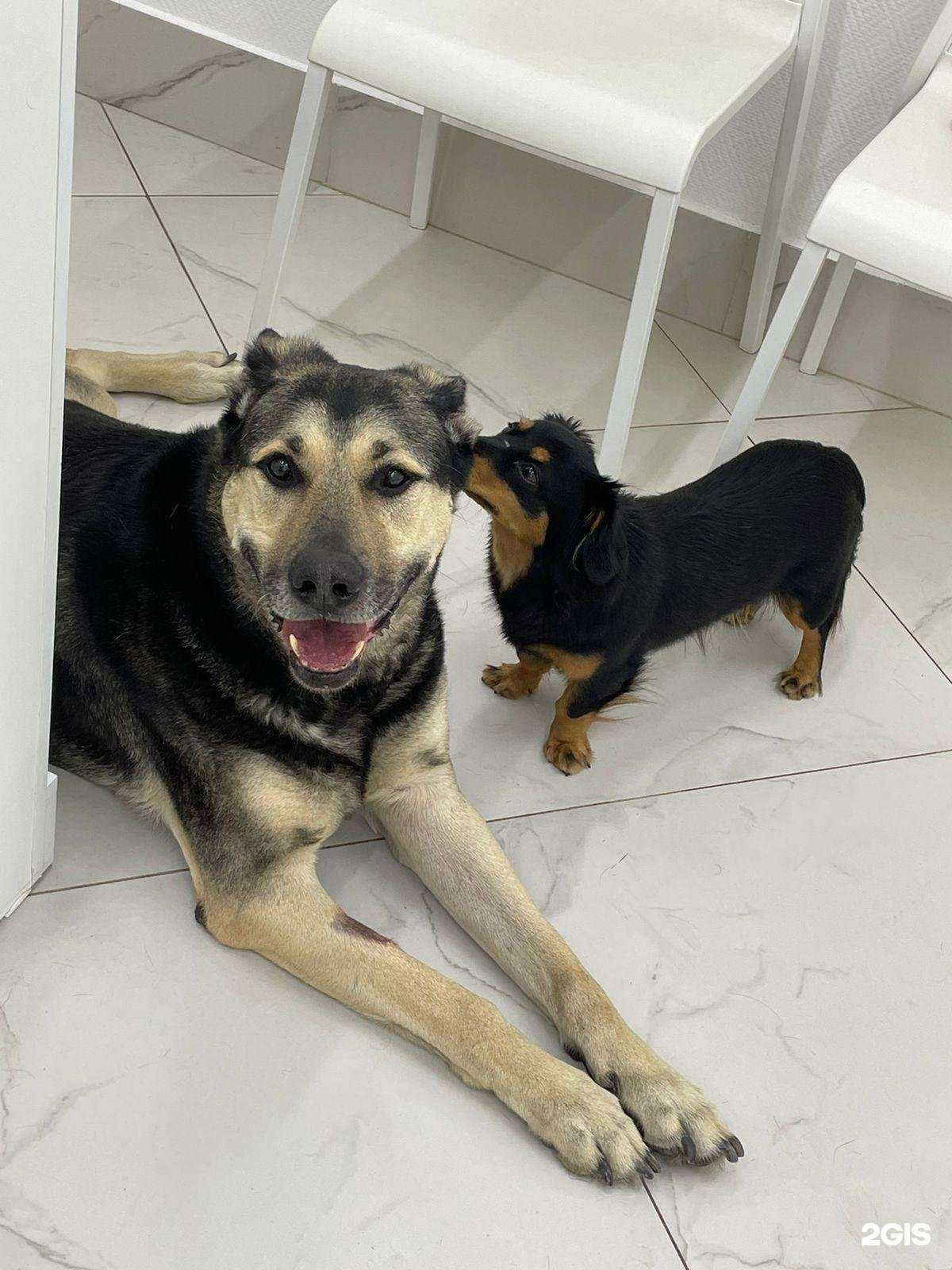 Отзывы на компанию Zoogalant в Химках c фото