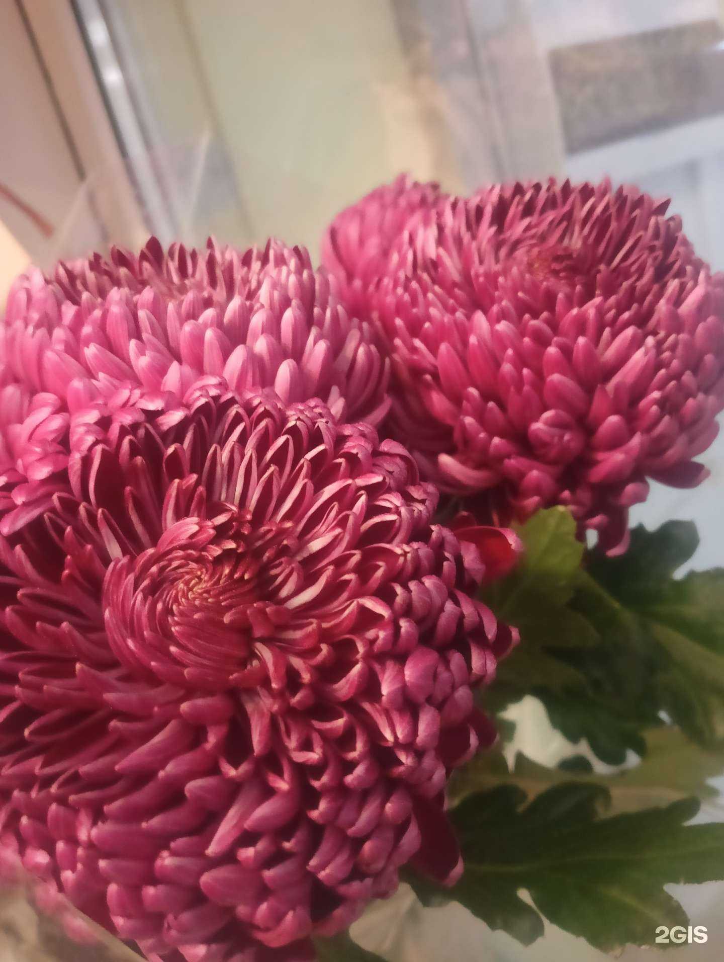 Отзывы на компанию Флорентина в Твери c фото