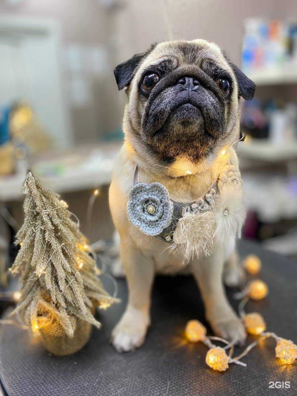 Отзывы на компанию Баловень в г. Новороссийск c фото