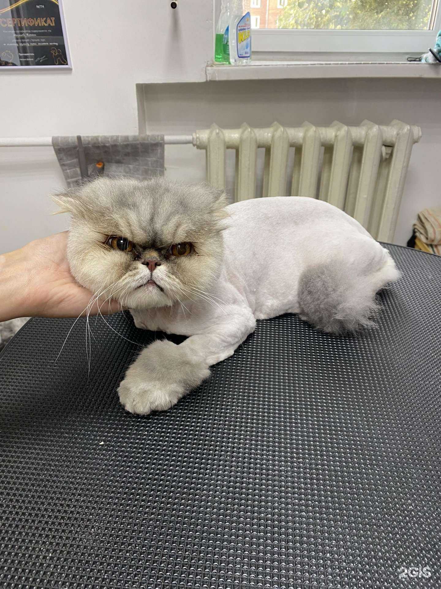 Отзывы на компанию Твой грумер в г. Улан-Удэ c фото