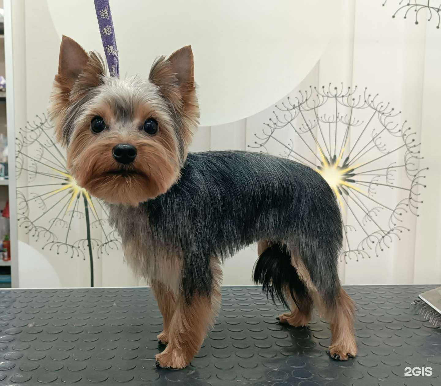 Отзывы на компанию СантаБарбосса в Красноярске c фото