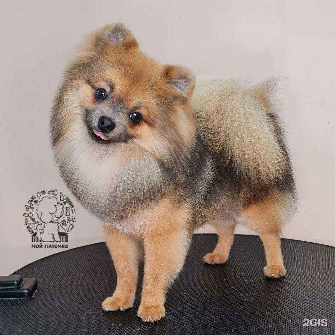Отзывы на компанию Мой питомец в Чехове c фото