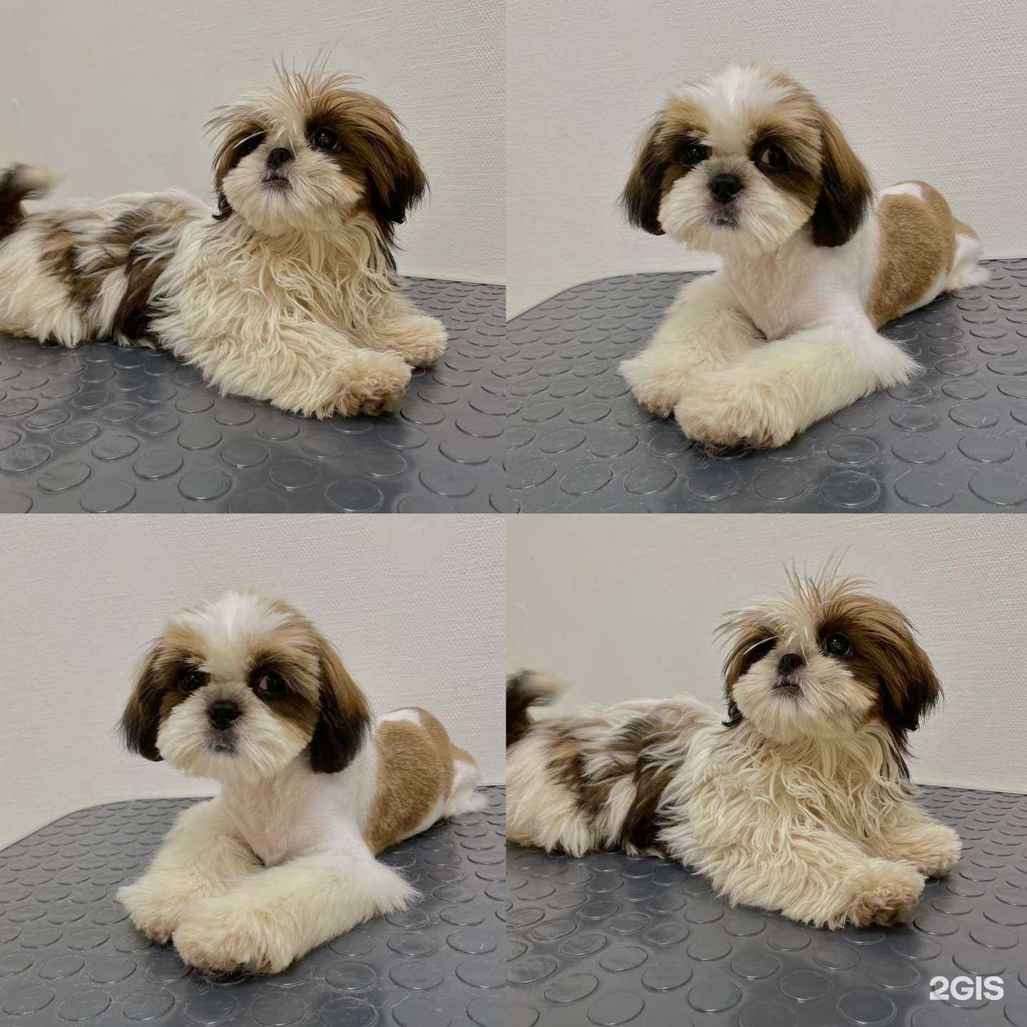 Отзывы на компанию BookingCat в Тюмени c фото