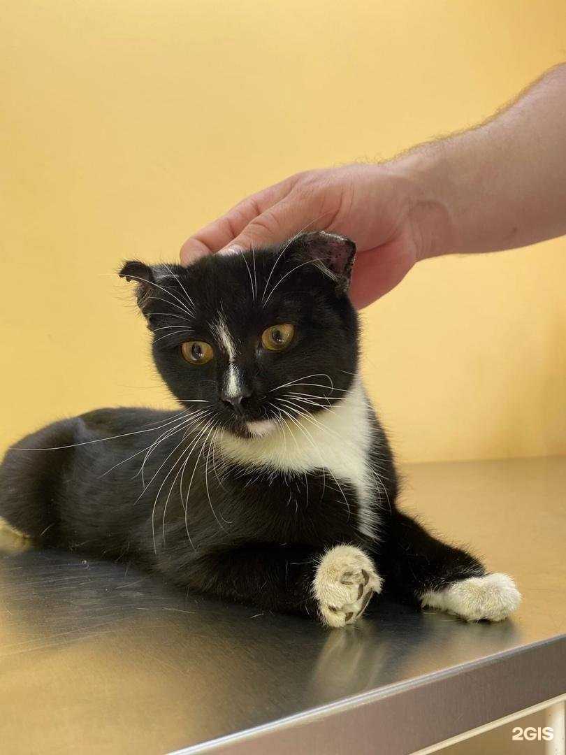 Отзывы на компанию РиоВет в Еманжелинске c фото