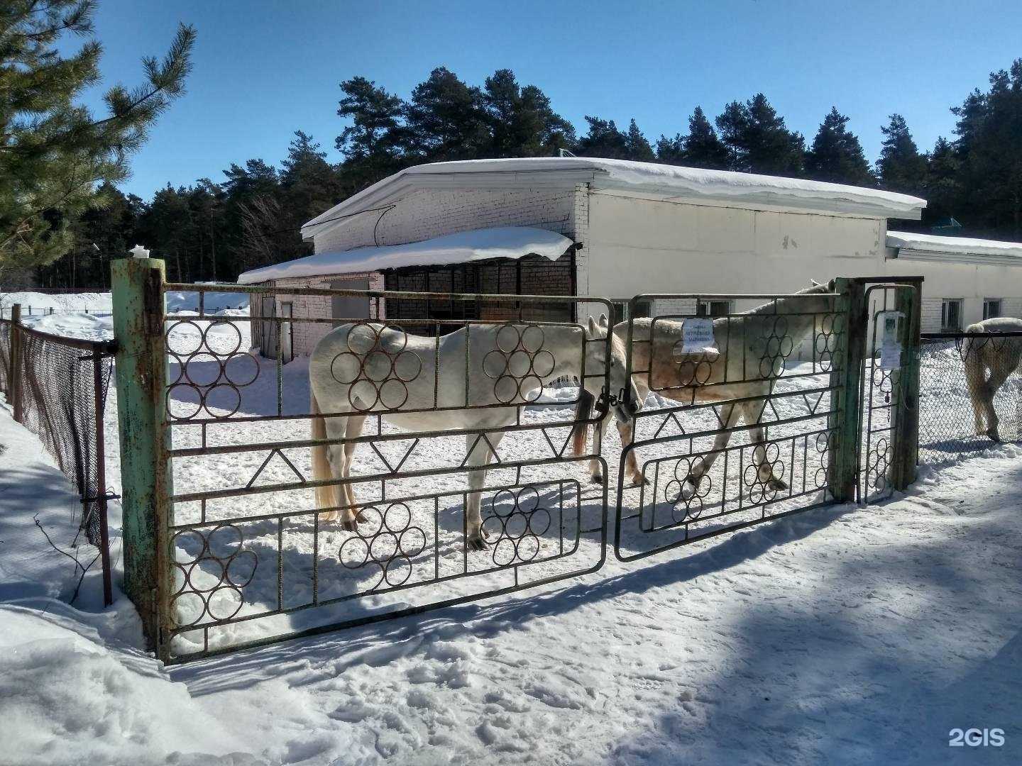 Отзывы на компанию Конный манеж Санатория Чувашия в Чебоксарах c фото - фотография 2 из 2