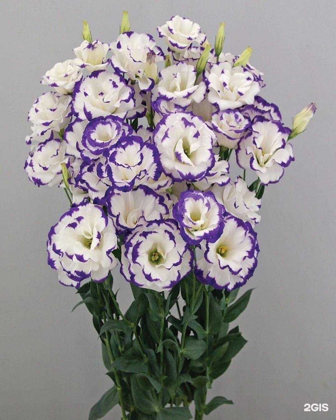 Отзывы на компанию Семена Коми в Сыктывкаре c фото