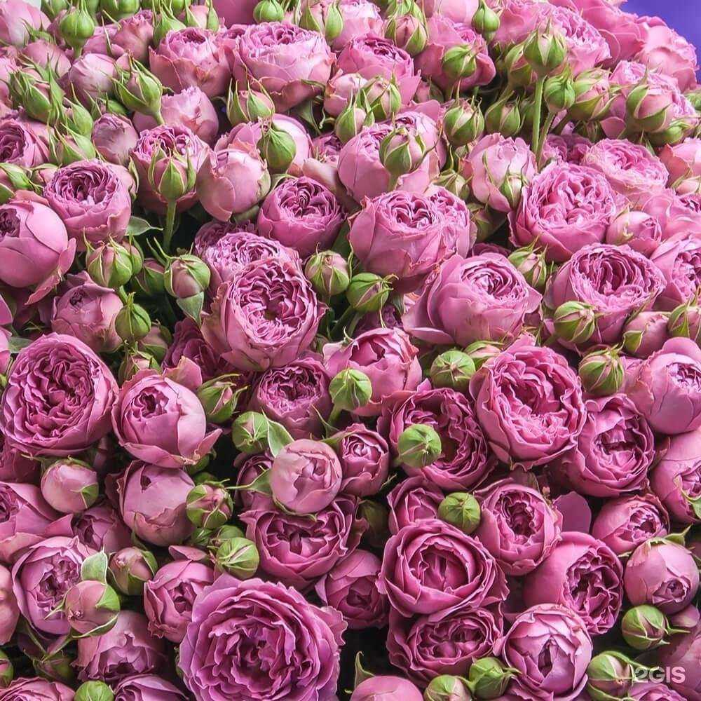 Отзывы на компанию Зеленый дом в г. Армавир c фото