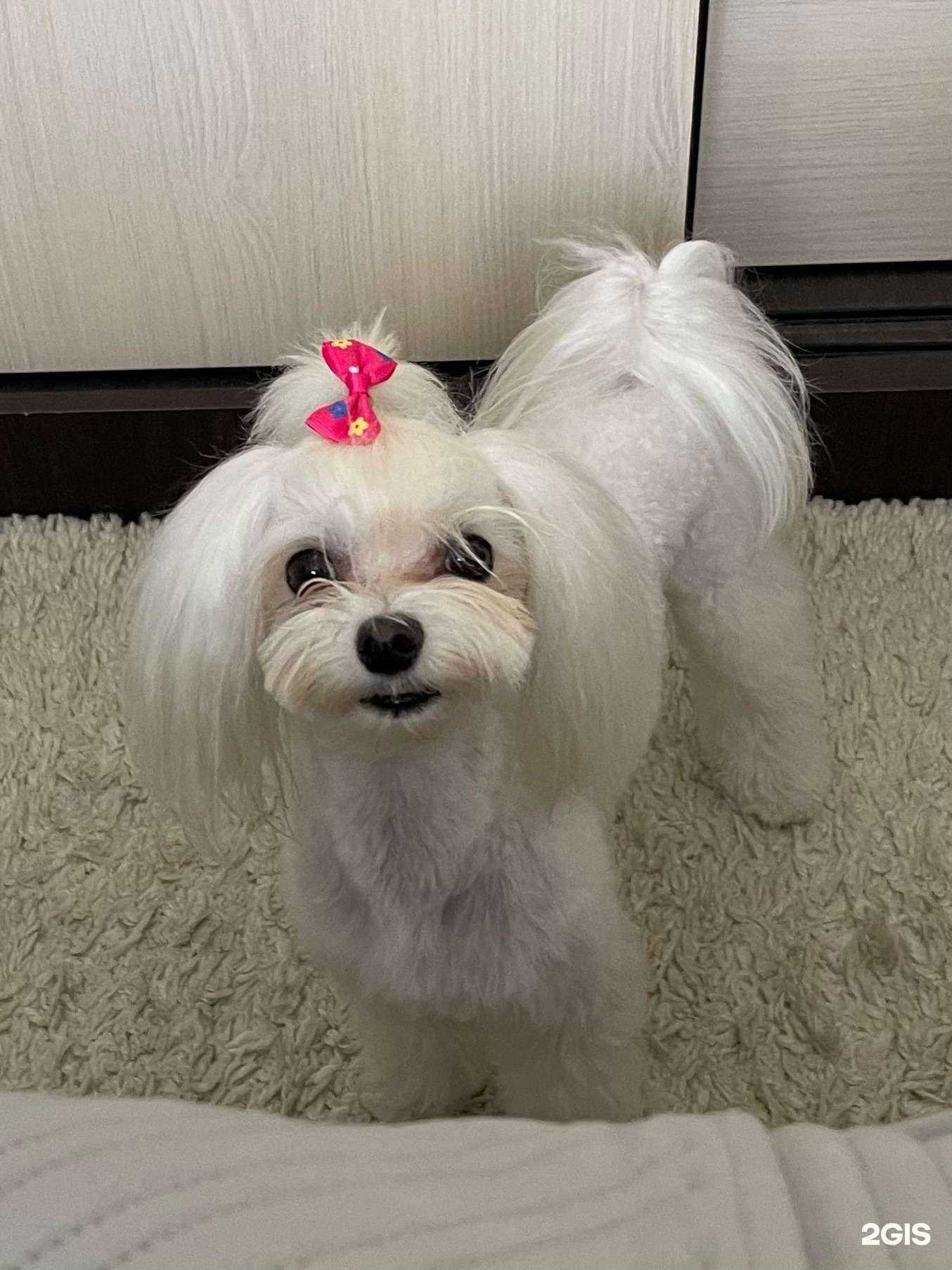 Отзывы на компанию Юг-Вет в Новороссийске c фото