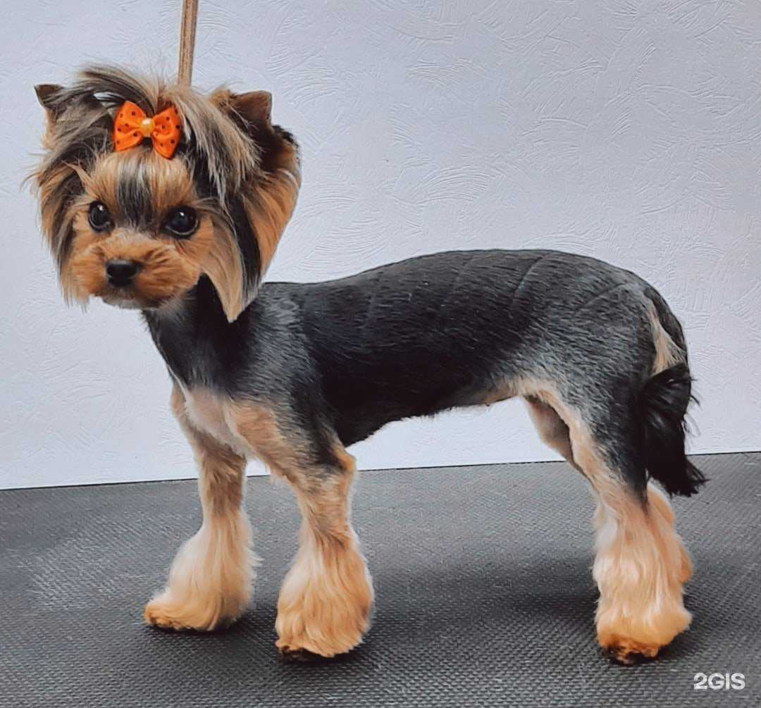 Отзывы на компанию Персона Гав в Архангельске c фото