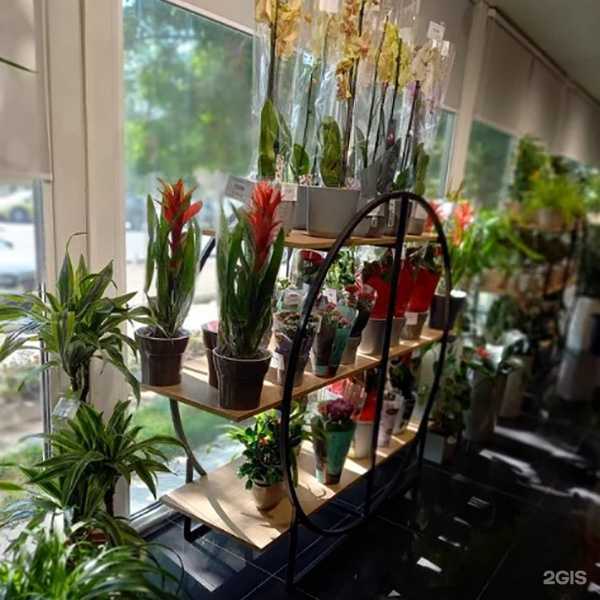 Отзывы на компанию Диантус в Оренбурге c фото