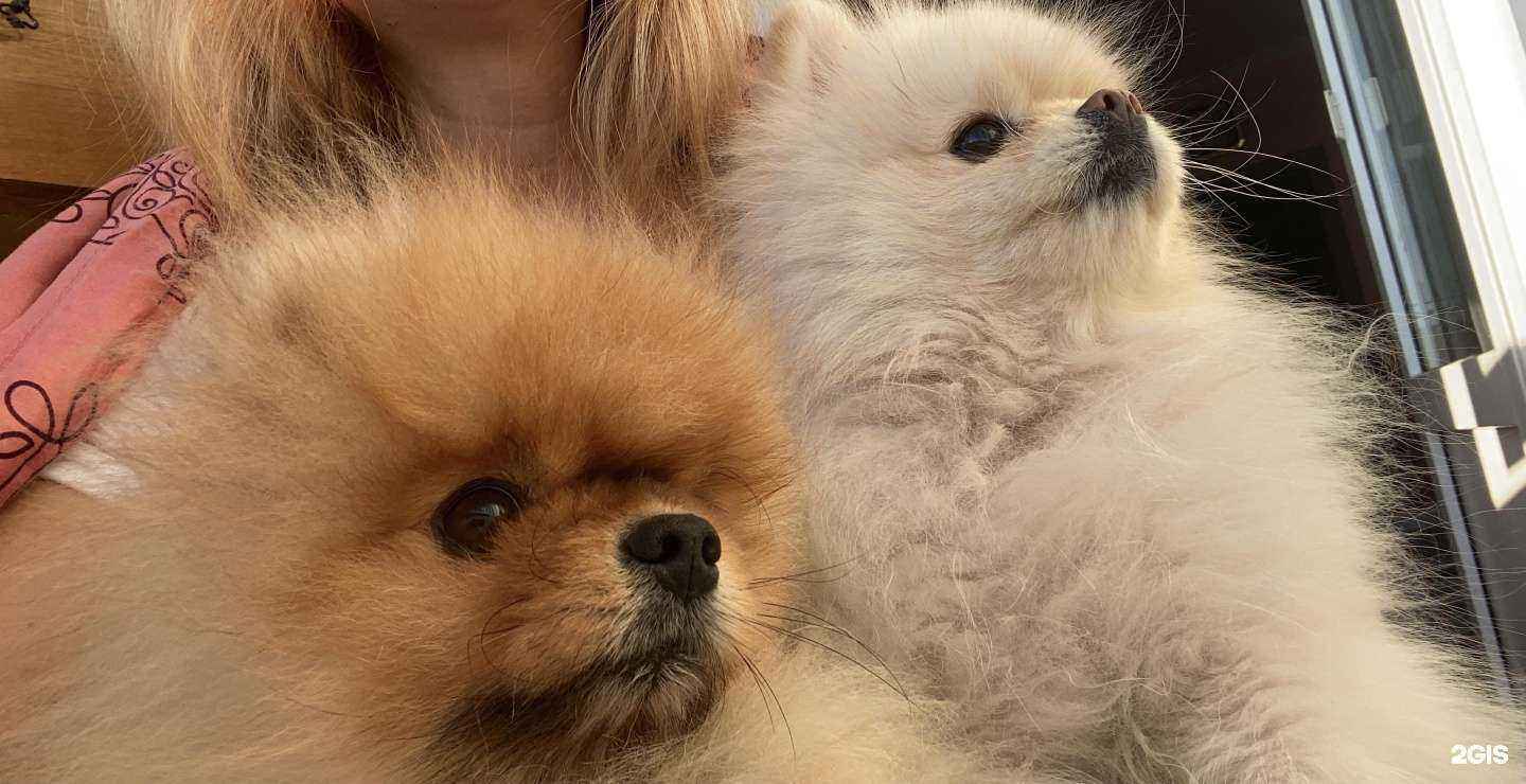 Отзывы на компанию Цап-Царап в г. Ставрополь c фото