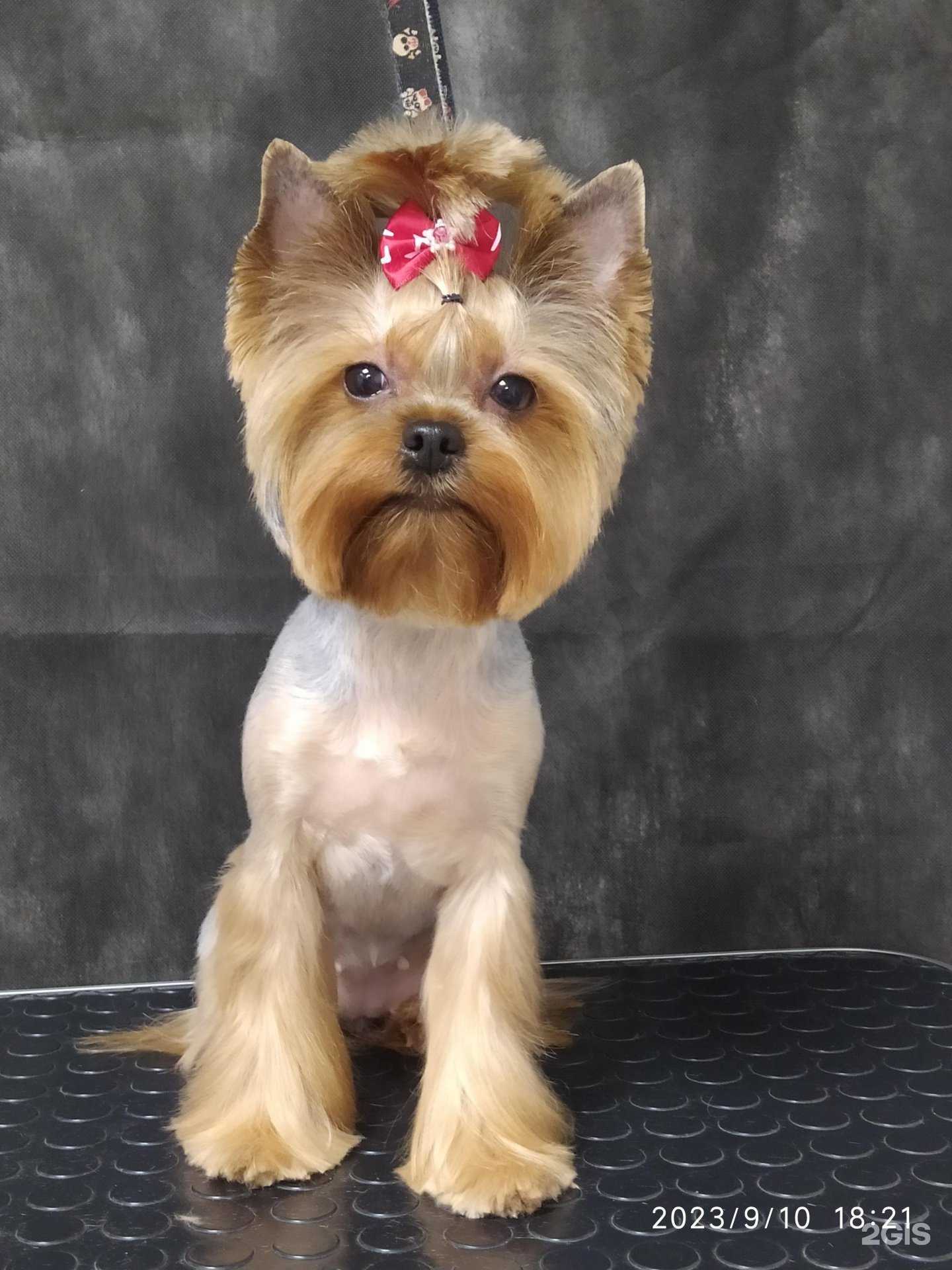 Отзывы на компанию Бибик в г. Томск c фото