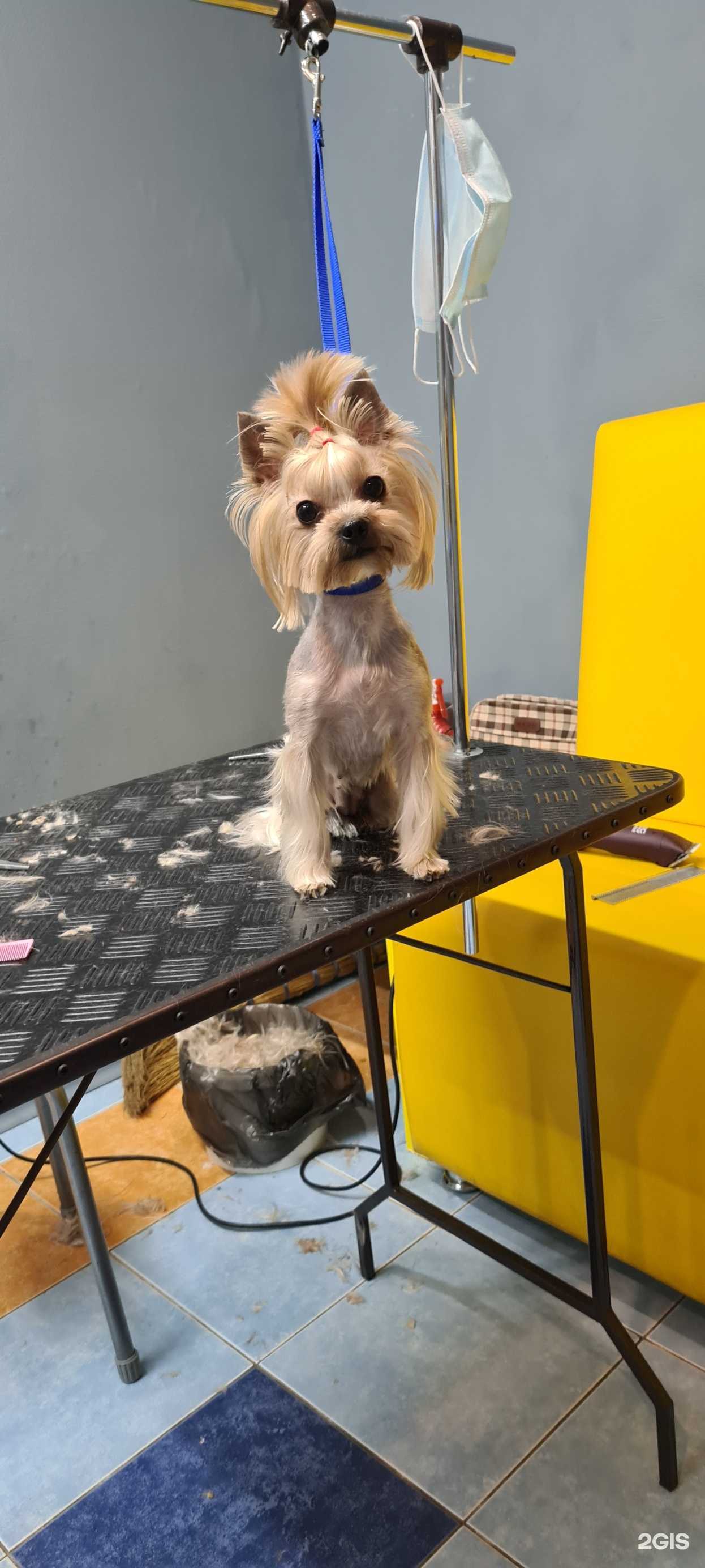 Отзывы на компанию Студия груминга в Тольятти c фото