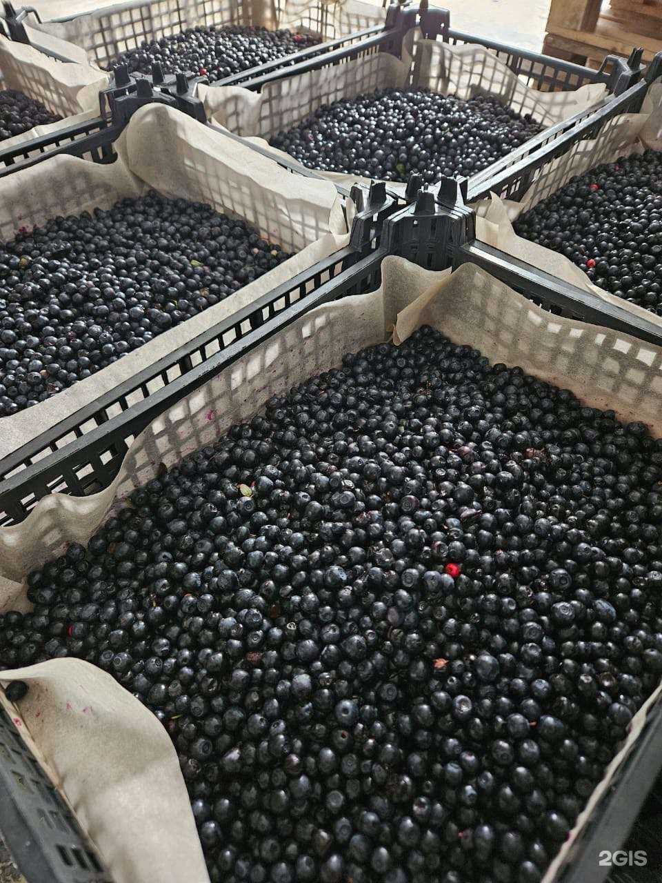 Отзывы на компанию Ягодград в Тюмени c фото