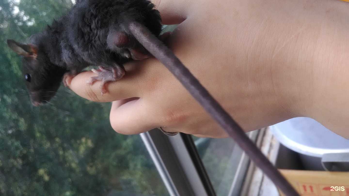 Отзывы на компанию Зоосад в г. Ульяновск c фото