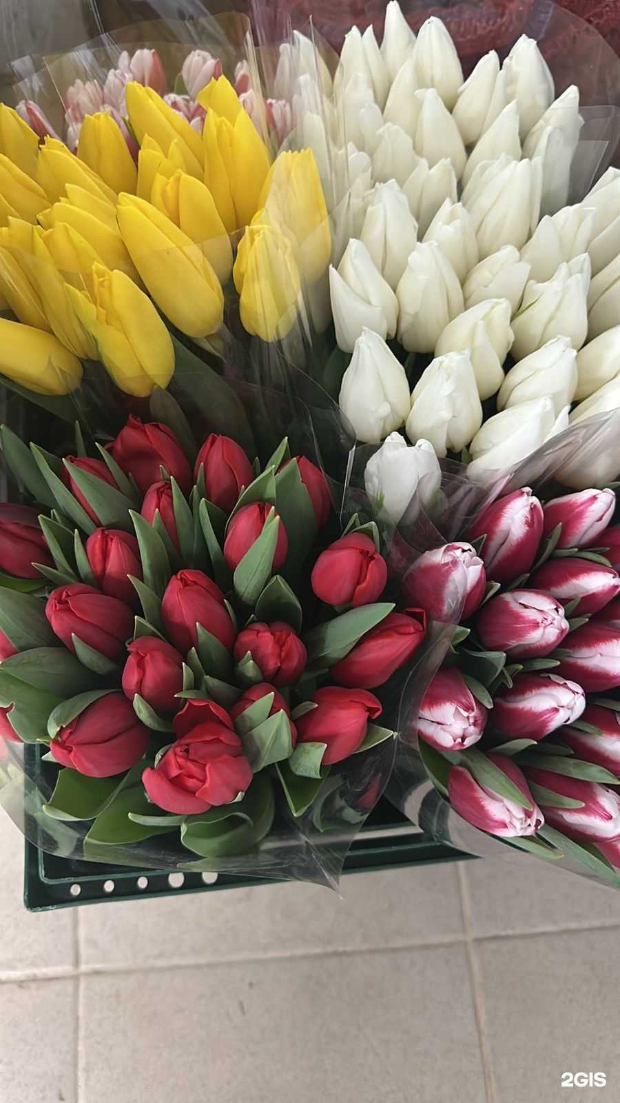 Отзывы на компанию Эдельвейс в Ноябрьске c фото