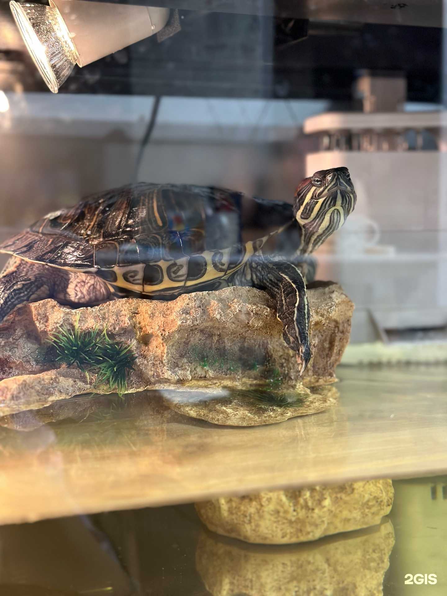 Отзывы на компанию Аквариумист в г. Якутск c фото