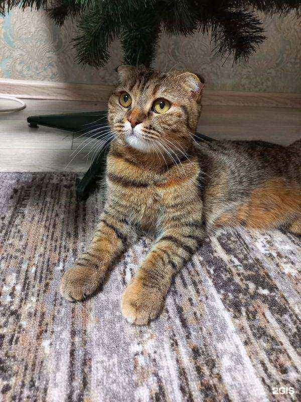 Отзывы на компанию Interland в Ревде c фото