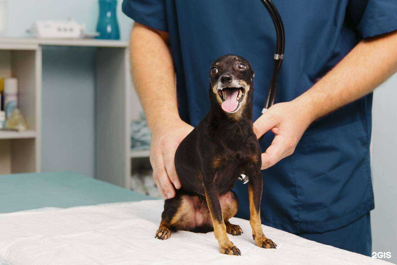 Отзывы на компанию ОберВет в Калининграде c фото