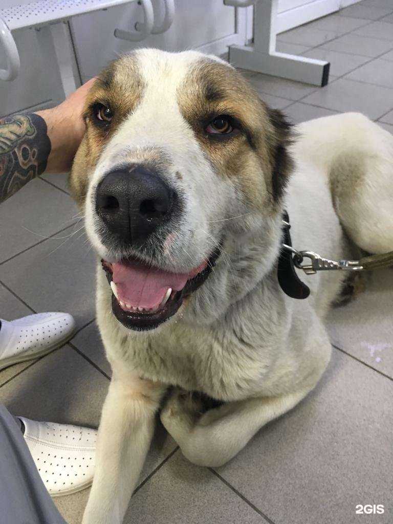 Отзывы на компанию Зооветцентр в Сургуте c фото