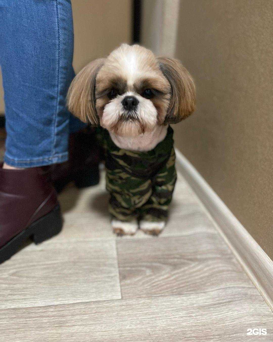 Отзывы на компанию Маэстро грум в Воронеже c фото