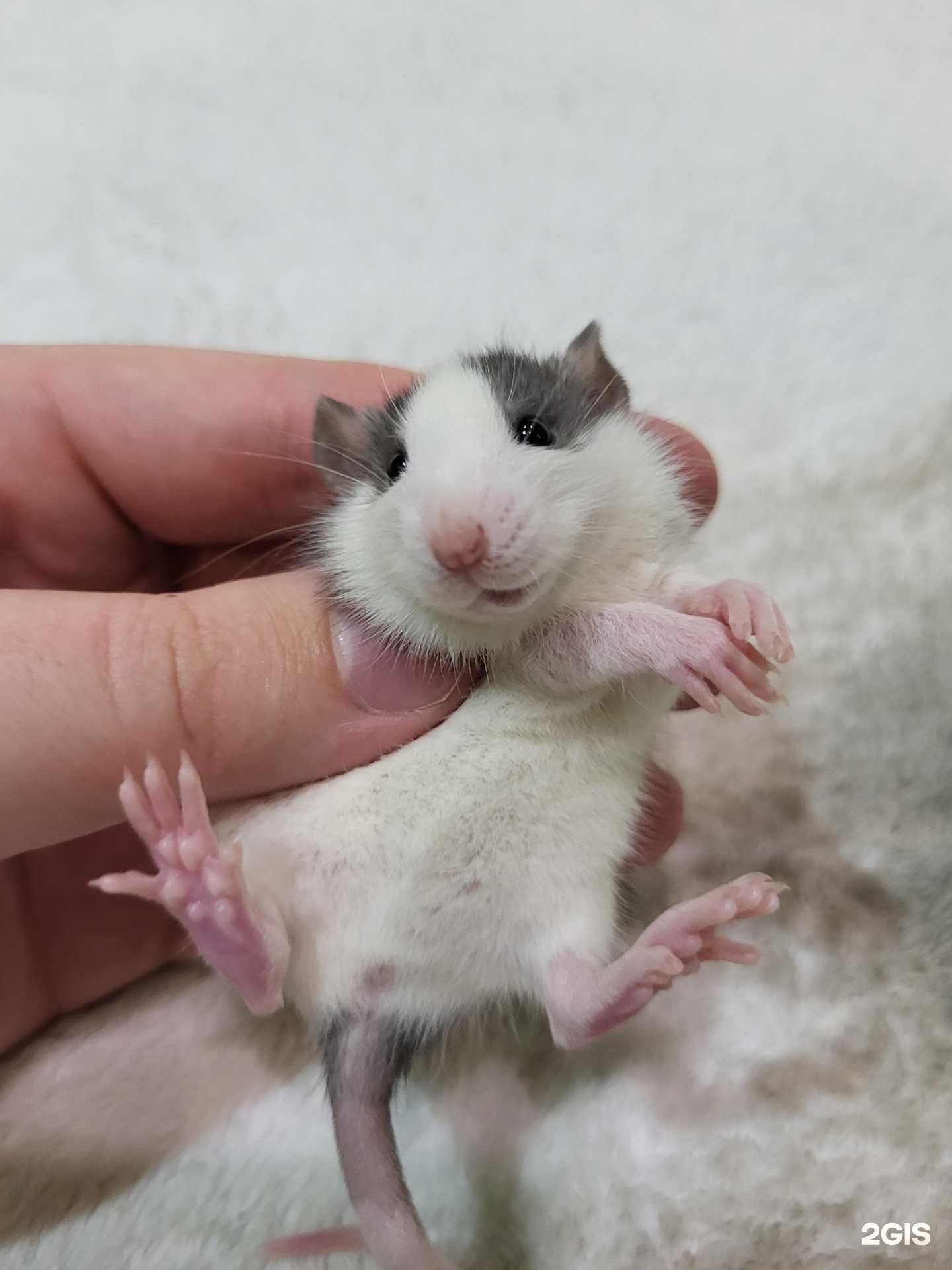 Отзывы на компанию Rat Tail в г. Жуковский c фото