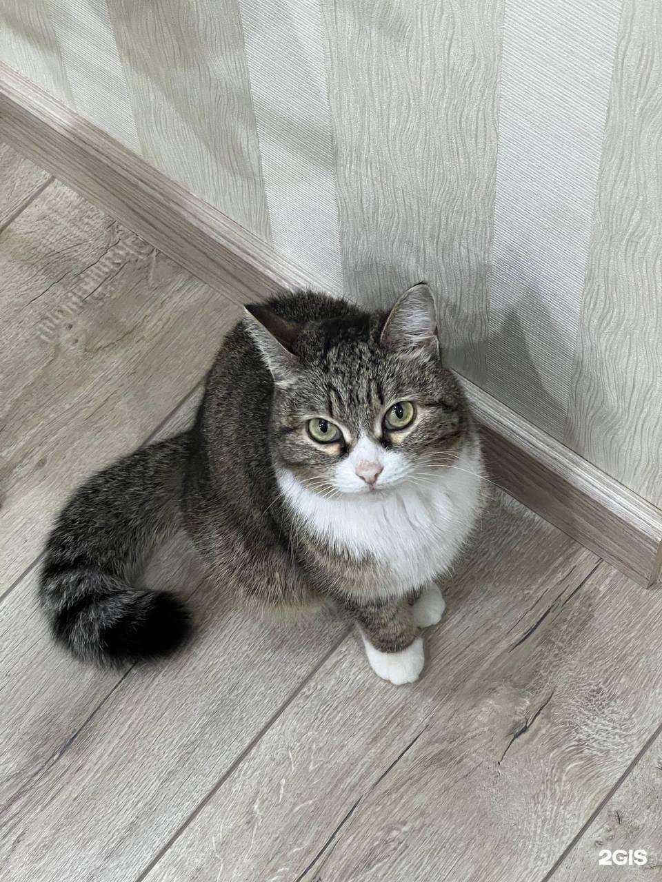 Отзывы на компанию Омский областной центр по профилактике, экспертизе и лечению животных в Омске c фото