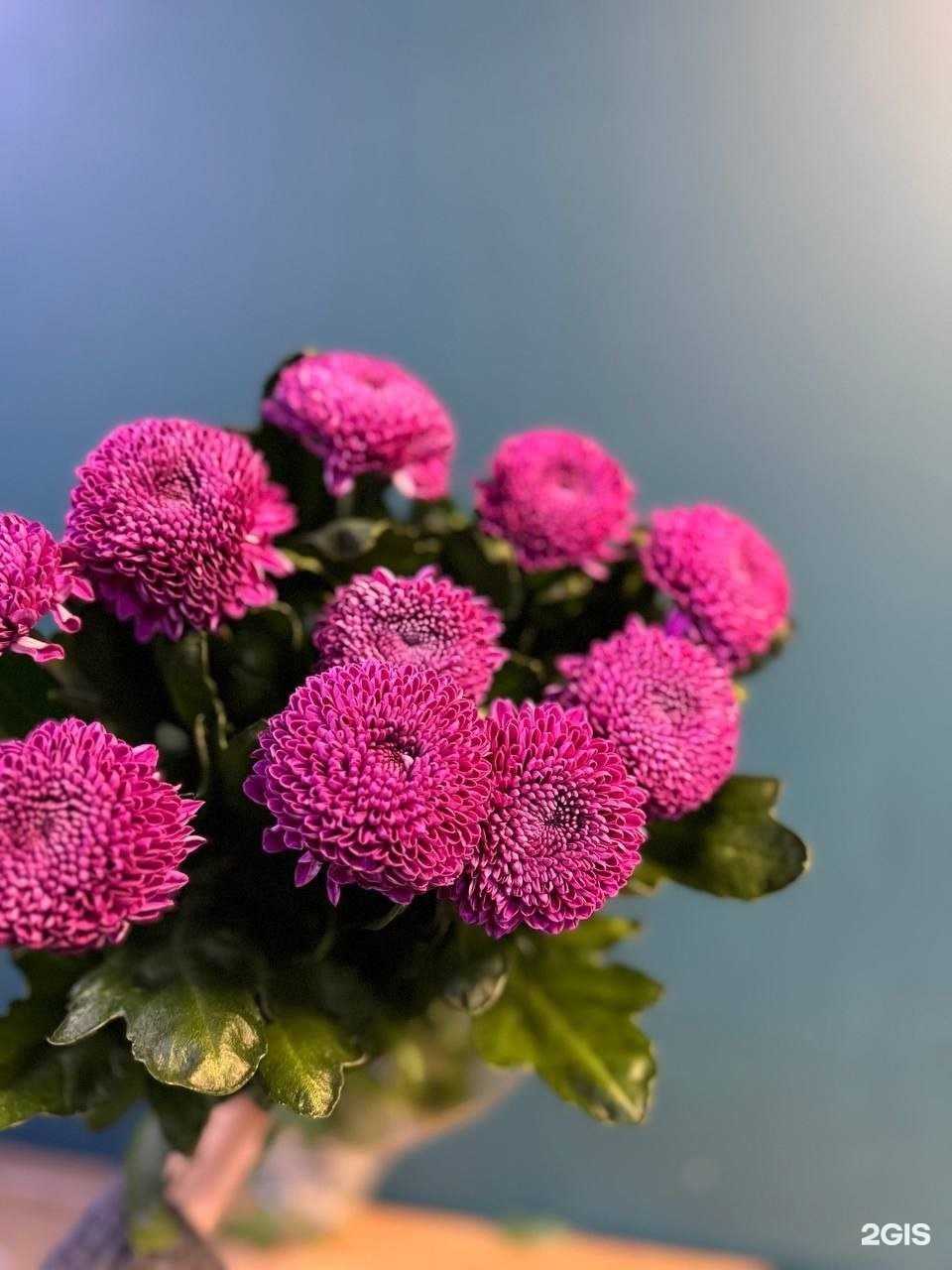 Отзывы на компанию Цветочные системы в Новокузнецке c фото