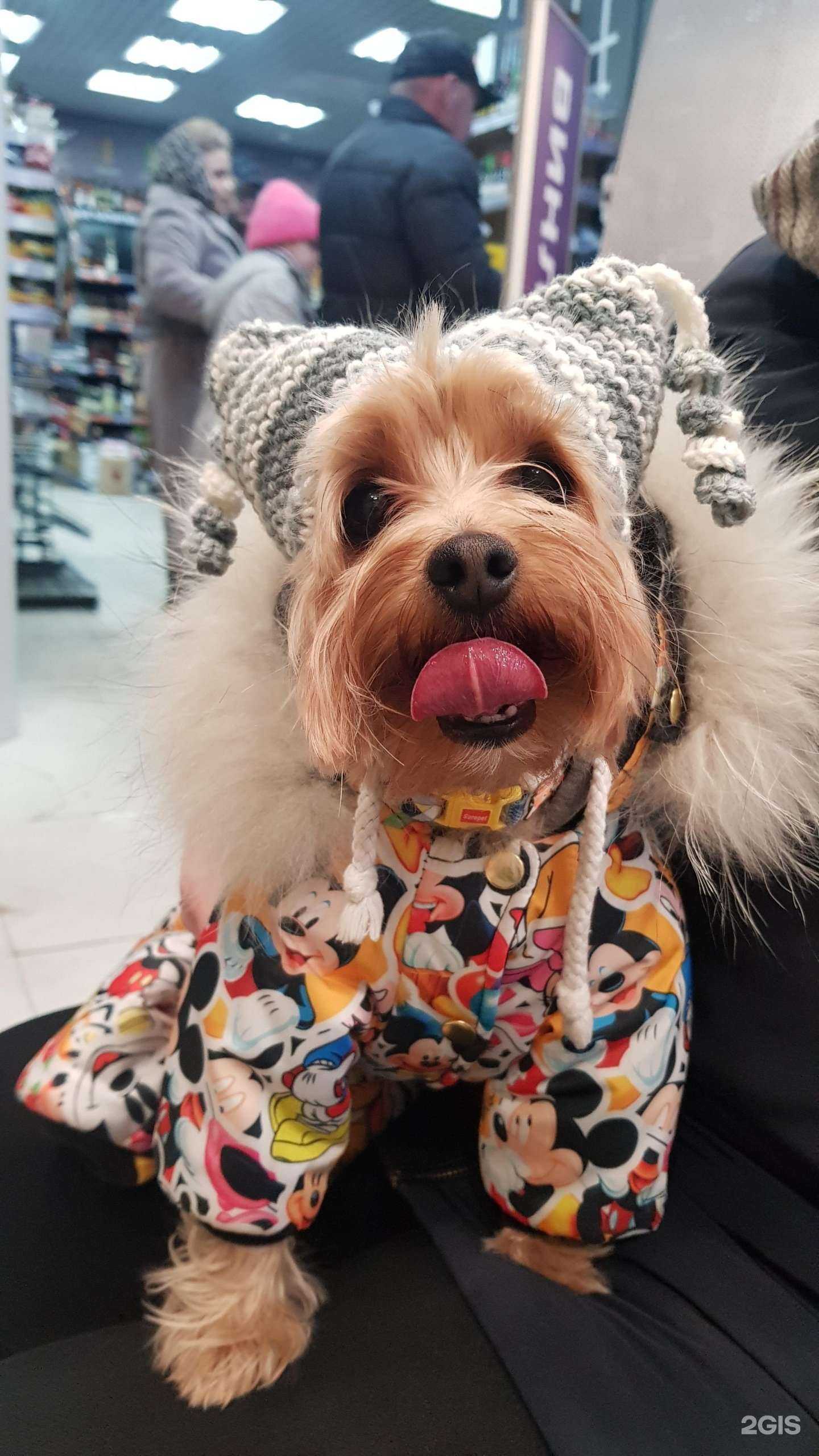 Отзывы на компанию Лапка в Хабаровске c фото