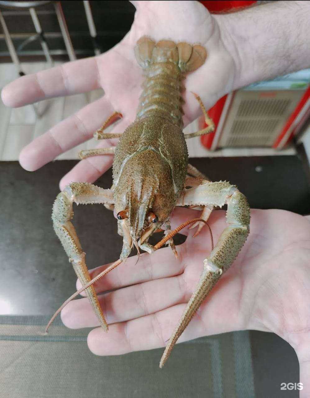 Отзывы на компанию Мистер рак в Краснодаре c фото