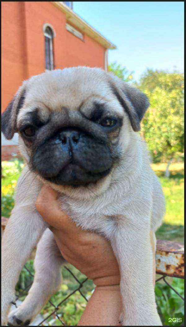 Отзывы на компанию Фламинго в г. Ростов-на-Дону c фото