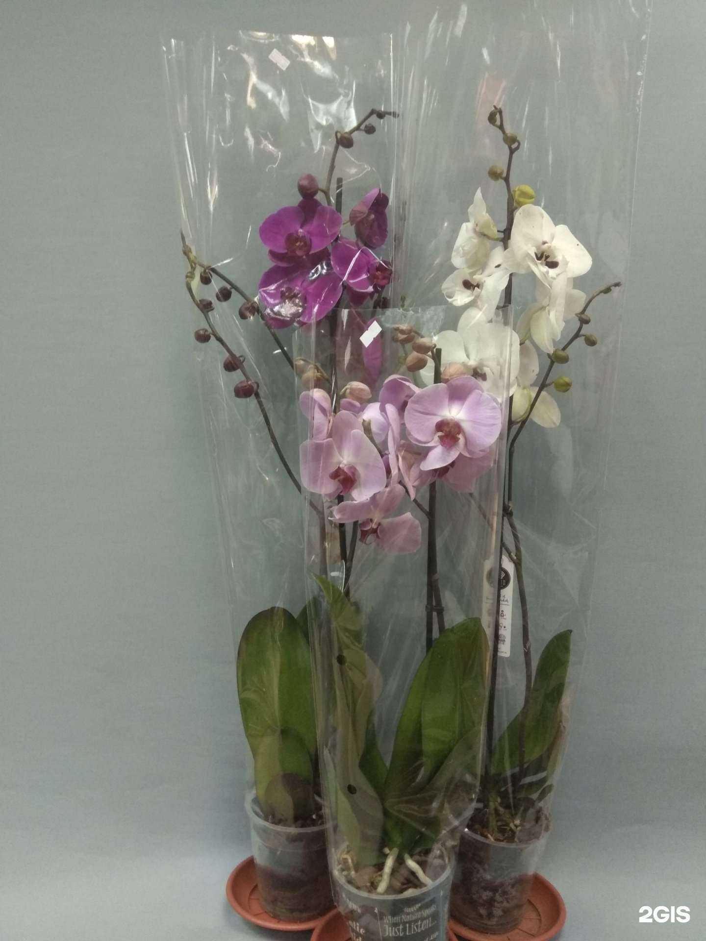 Отзывы на компанию Евробукет в Реутове c фото