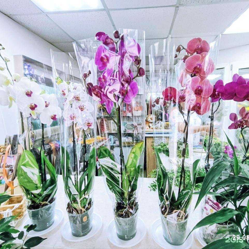 Отзывы на компанию Цветы Владивостока в Владивостоке c фото