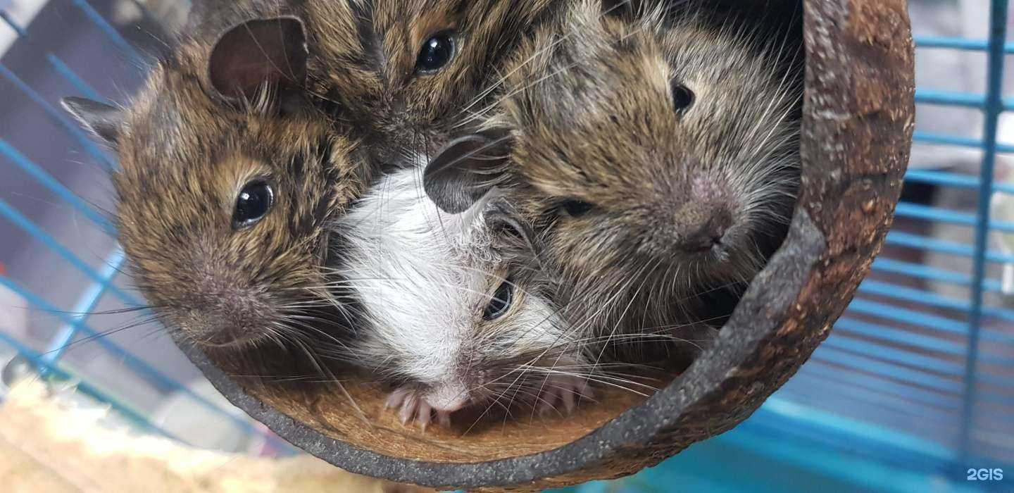 Отзывы на компанию ХвостУшки в г. Красноярск c фото