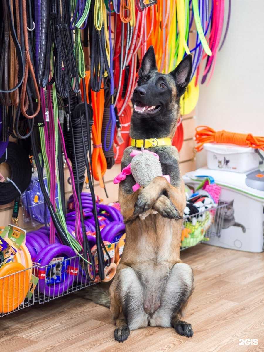 Отзывы на компанию Профидог 24 в Красноярске c фото