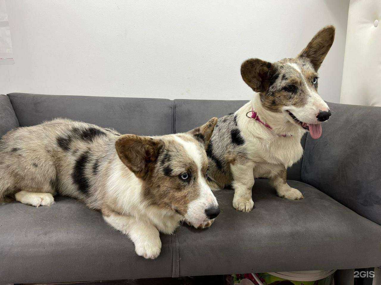 Отзывы на компанию Лайк в Коломне c фото