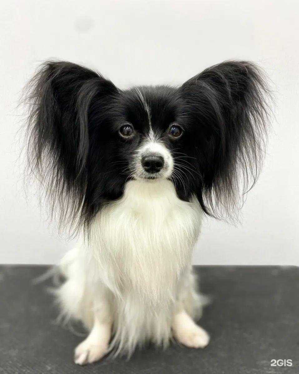 Отзывы на компанию Грум Room в Кемерове c фото